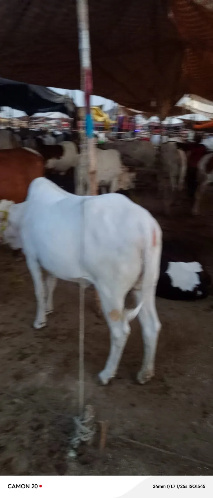 Premium Qurbani Cows Available – Healthy & Well-Maintained