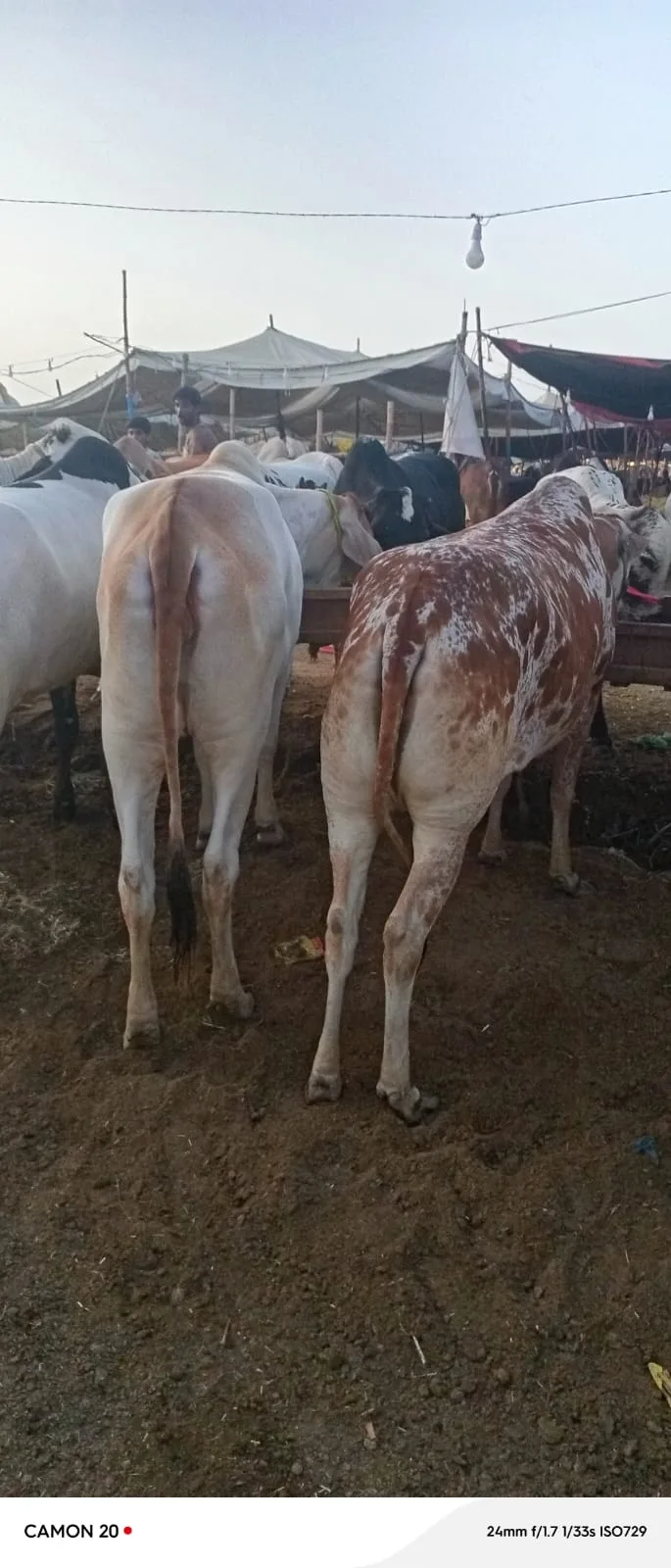 Healthy Qurbani Cow for Sale