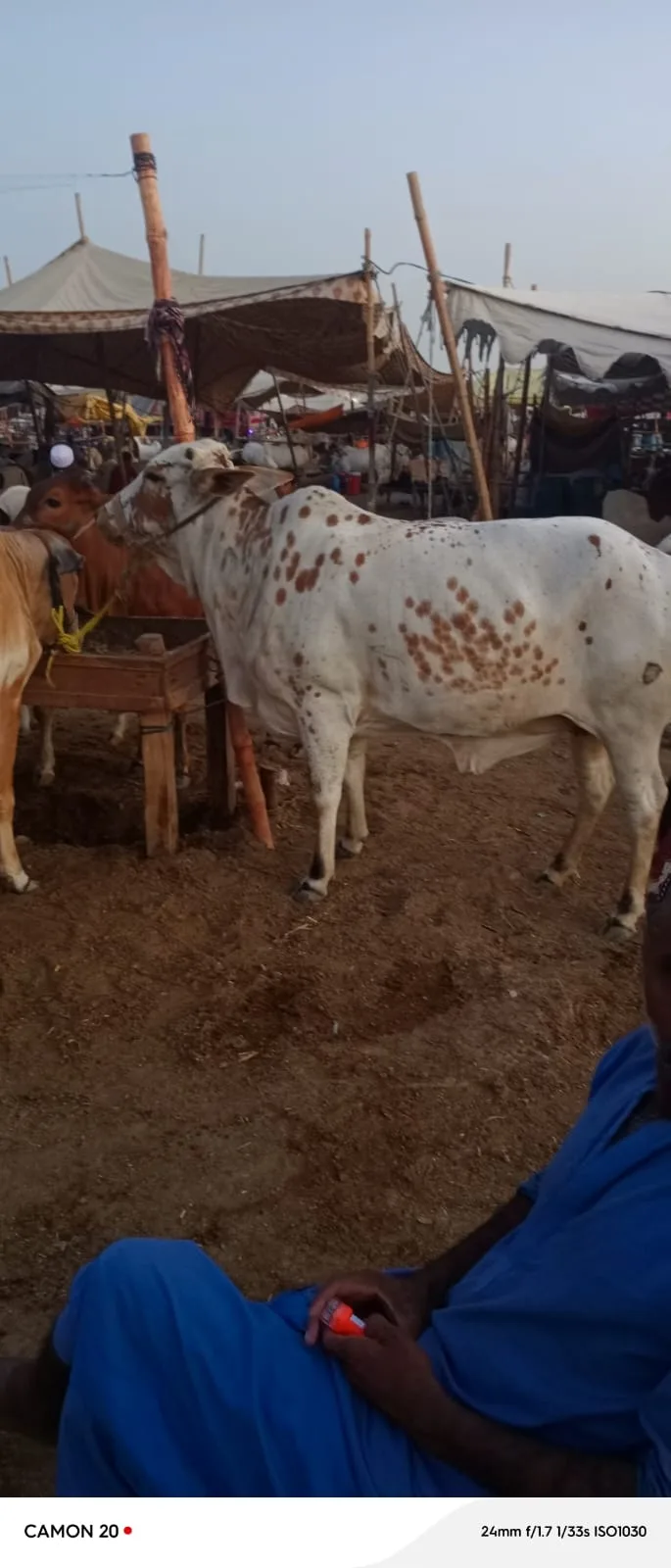 White Spotted Bull for Sale