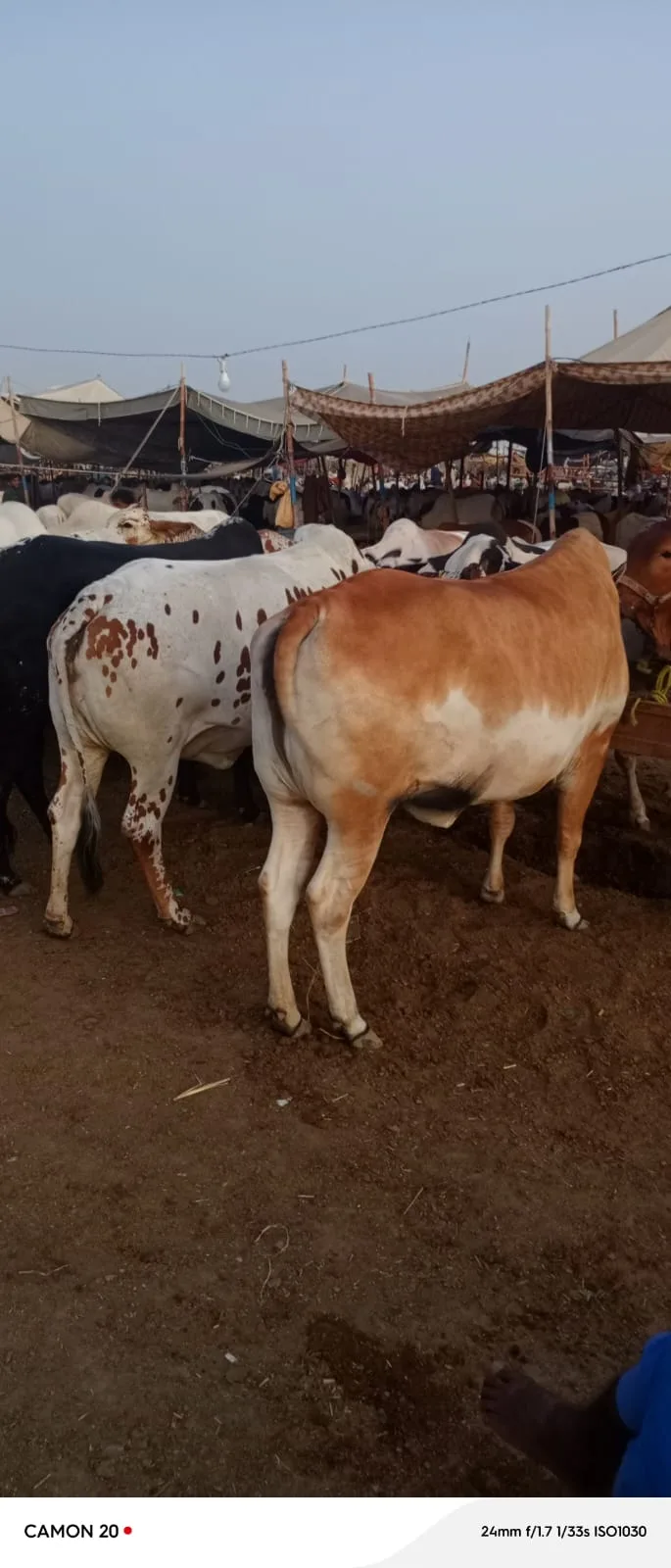 Brown and White Bull for Sale